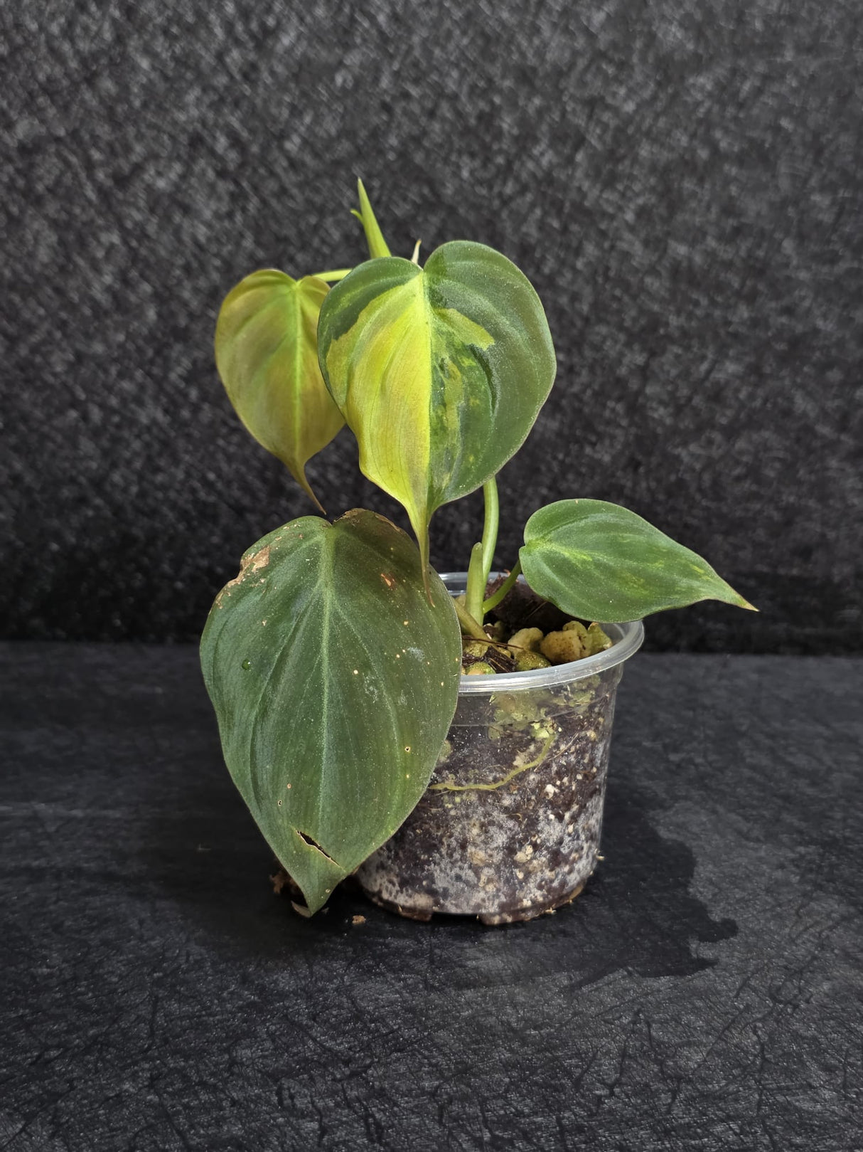 Variegated Philodendron Mican Aurea in a Nursery Pot - Rare Collector Plant - EXACT Plant - US SELLER