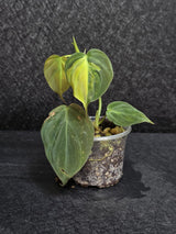 Variegated Philodendron Mican Aurea in a Nursery Pot - Rare Collector Plant - EXACT Plant - US SELLER