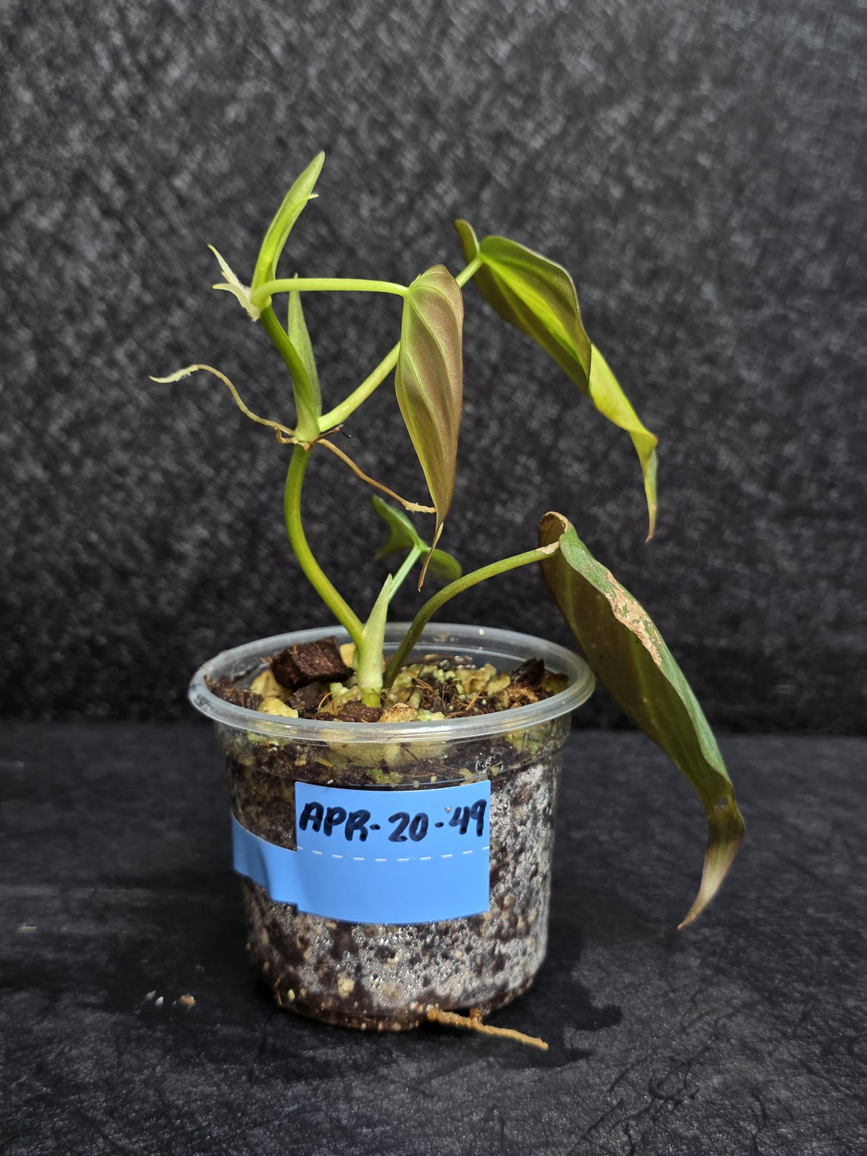 Variegated Philodendron Mican Aurea in a Nursery Pot - Rare Collector Plant - EXACT Plant - US SELLER