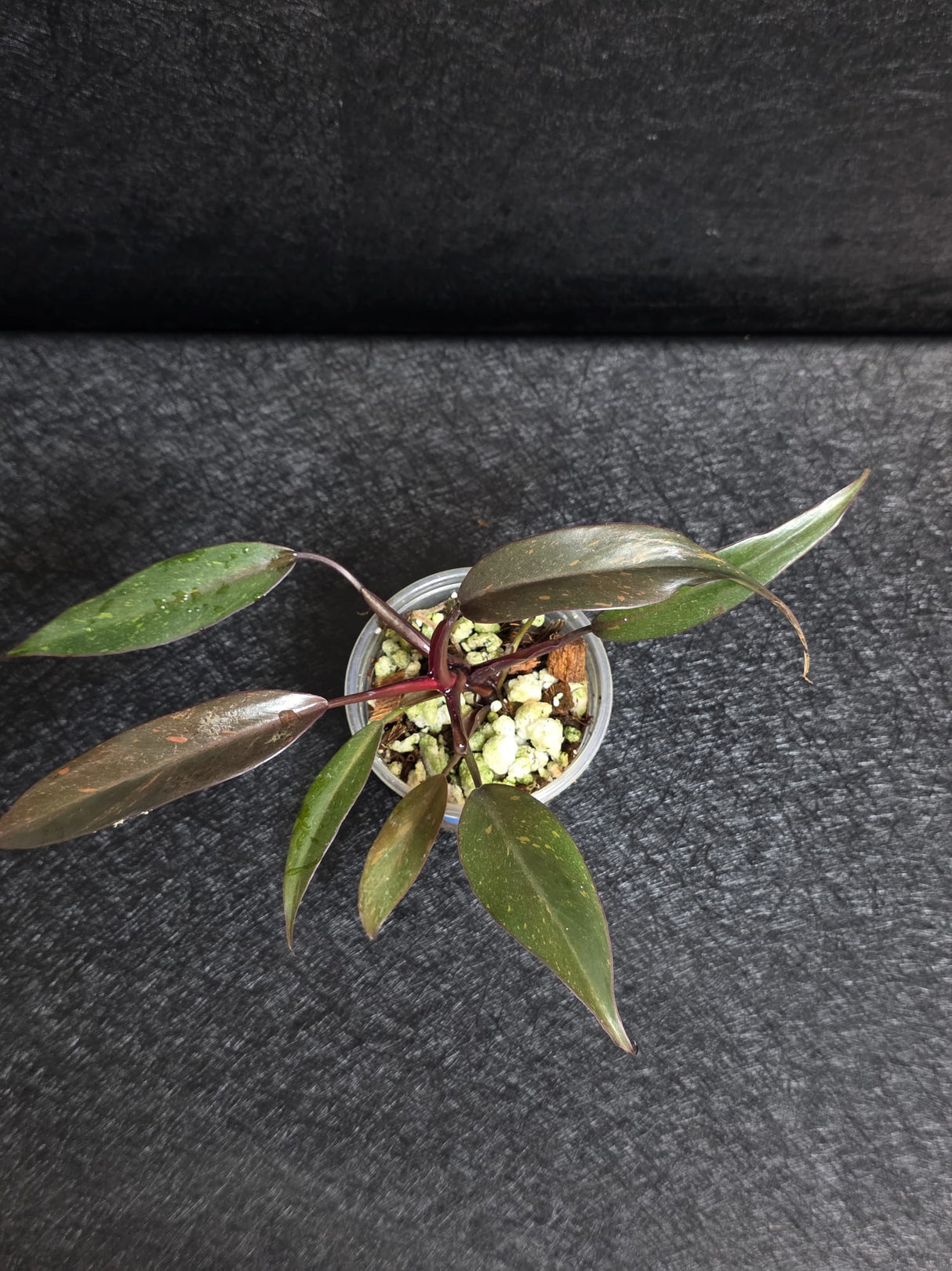 Philodendron Orange Princess Live Plant - Home Decor - Rare Collector Plant - Orange-Red Variegated Philodendron - Exact Plant - US Seller
