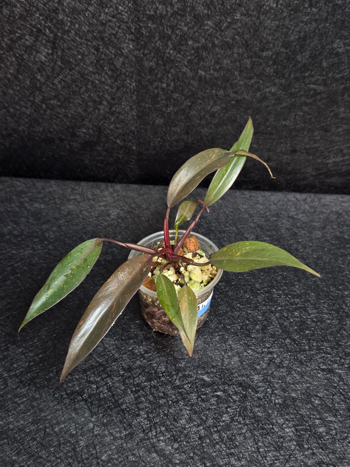 Philodendron Orange Princess Live Plant - Home Decor - Rare Collector Plant - Orange-Red Variegated Philodendron - Exact Plant - US Seller