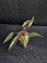Philodendron Orange Princess Live Plant - Home Decor - Rare Collector Plant - Orange-Red Variegated Philodendron - Exact Plant - US Seller