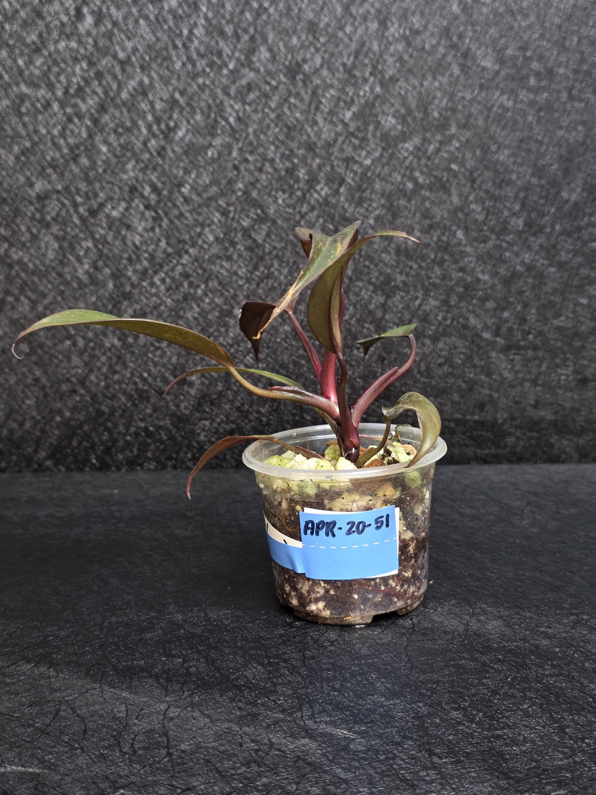 Philodendron Orange Princess Live Plant - Home Decor - Rare Collector Plant - Orange-Red Variegated Philodendron - Exact Plant - US Seller