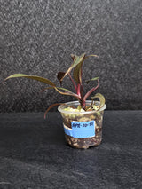 Philodendron Orange Princess Live Plant - Home Decor - Rare Collector Plant - Orange-Red Variegated Philodendron - Exact Plant - US Seller