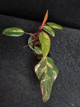 Variegated Philodendron Strawberry Shake - Rare Collector Plant - Exact Plant - US Seller