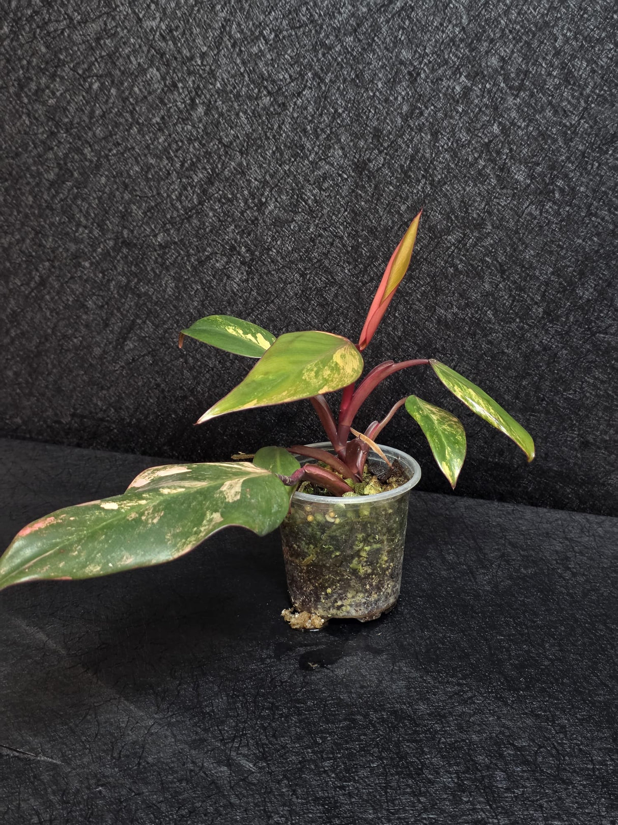 Variegated Philodendron Strawberry Shake - Rare Collector Plant - Exact Plant - US Seller