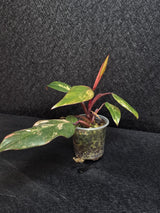 Variegated Philodendron Strawberry Shake - Rare Collector Plant - Exact Plant - US Seller