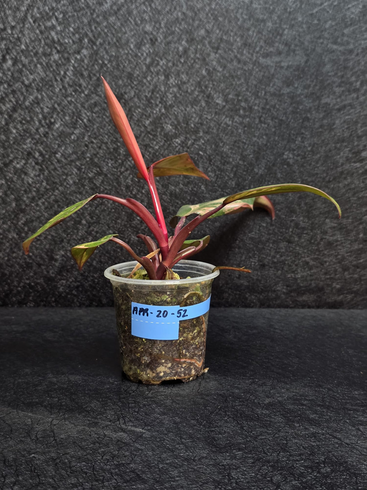 Variegated Philodendron Strawberry Shake - Rare Collector Plant - Exact Plant - US Seller