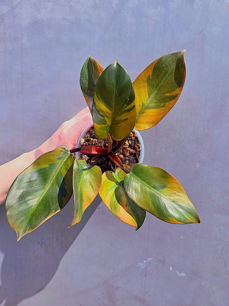 
Black Philodendron
