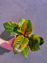 
variegated rare indoor plant
