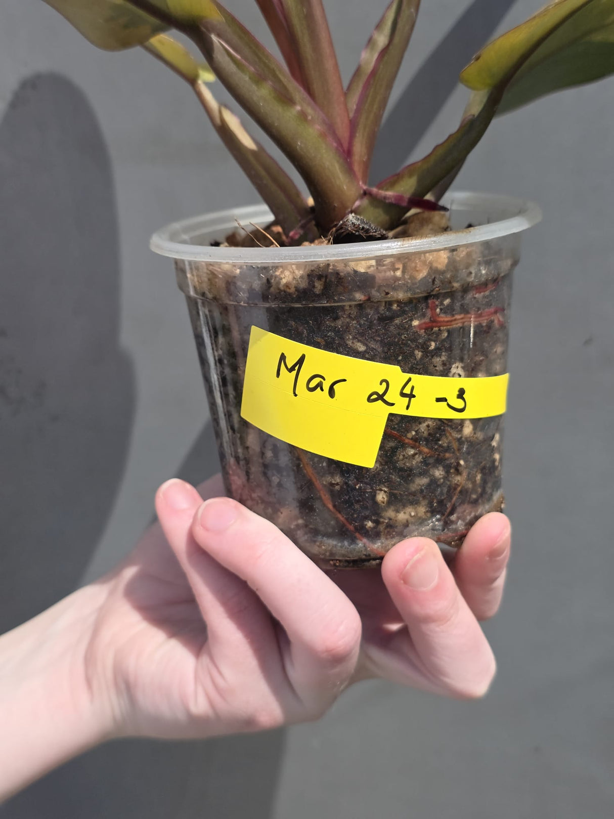 
rare black potted plant