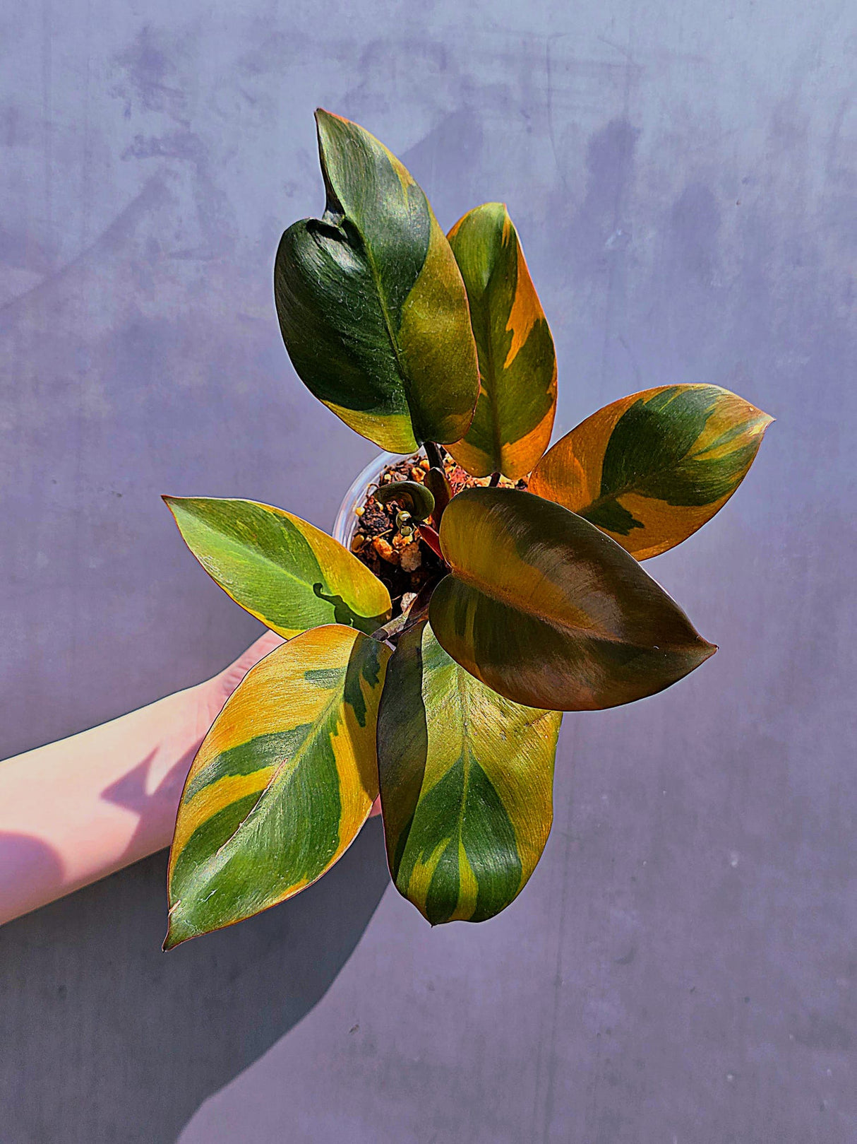 
indoor rare plant
