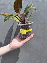 
rare black potted plant