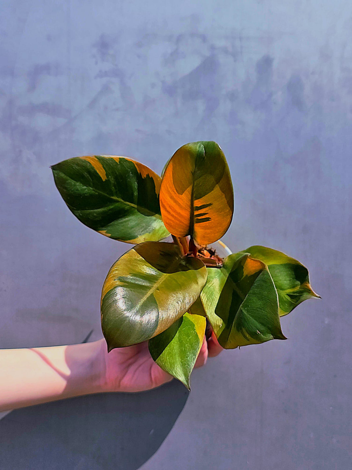 
Cardinal Plant
