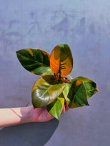 
Cardinal Plant

