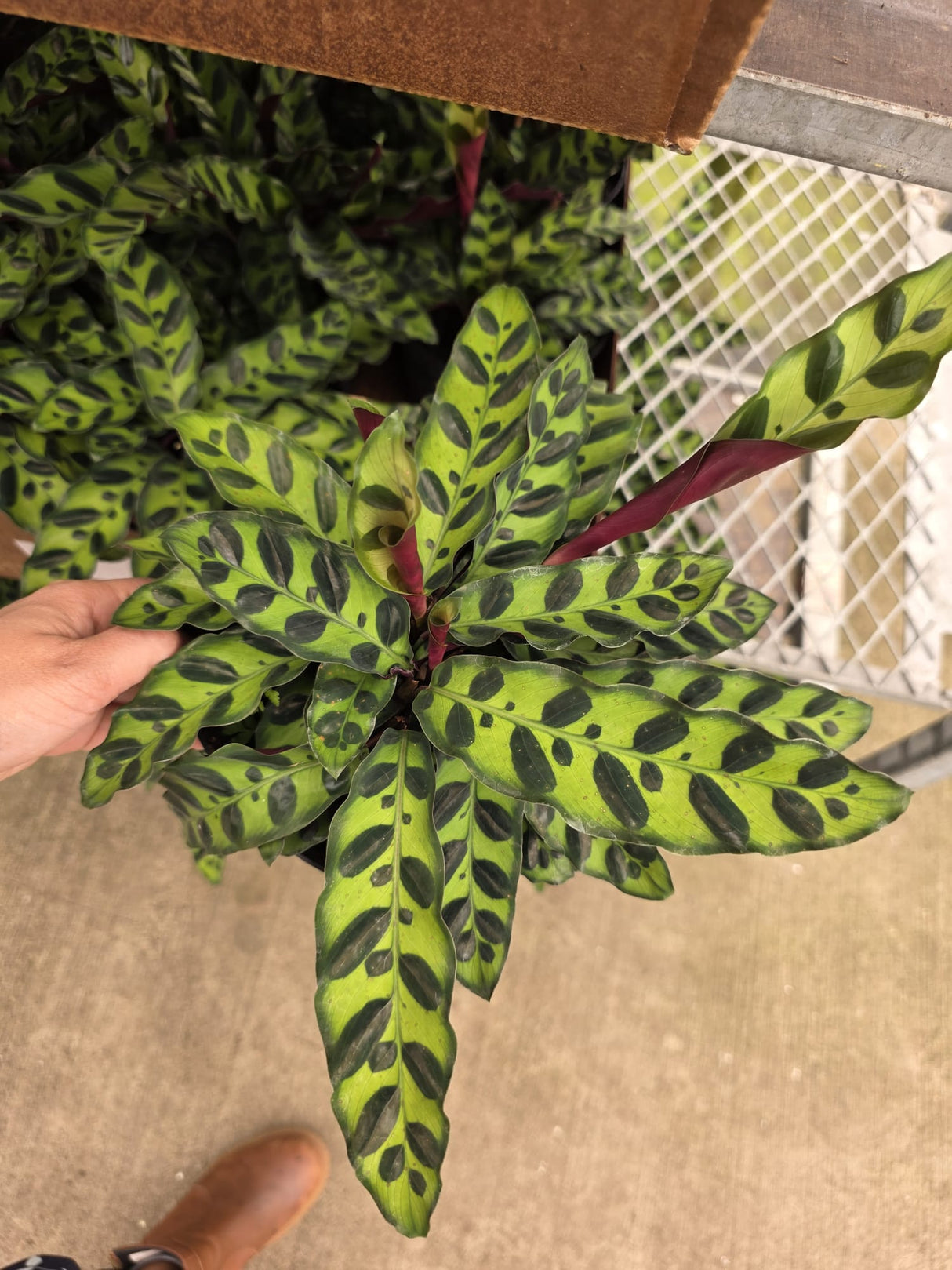 Calathea Lancifolia