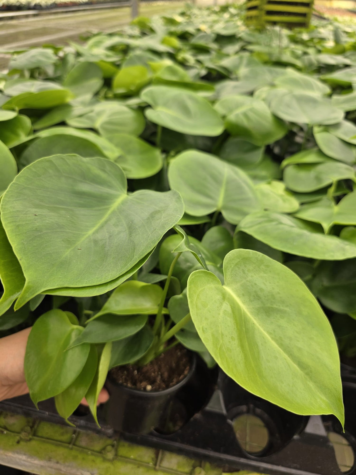 Monstera Diliciousa