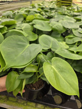 Monstera Diliciousa