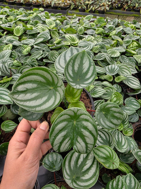 Peperomia Watermelon 