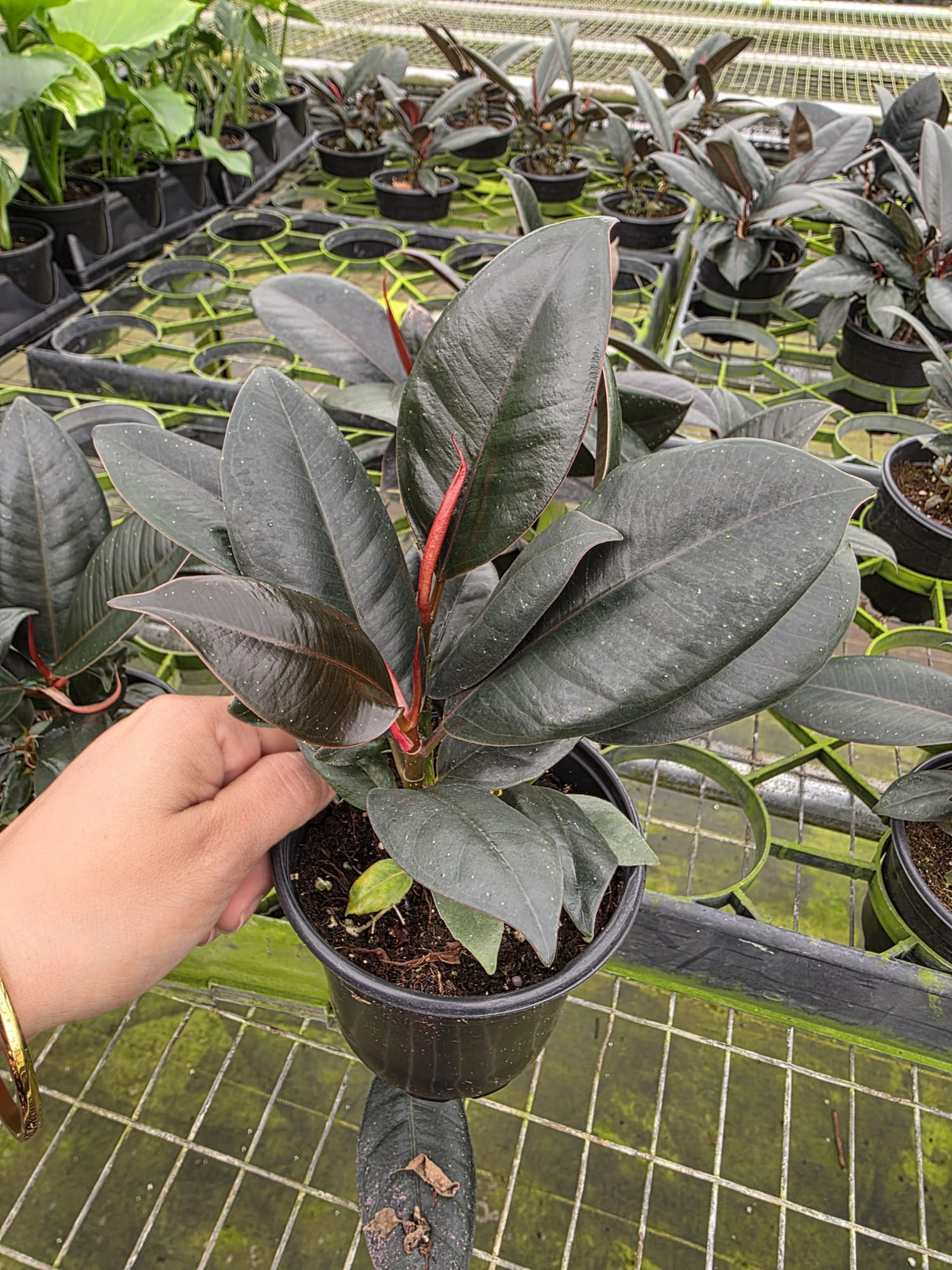 Ficus Elastica Rubberplant