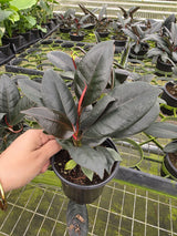 Ficus Elastica Rubberplant