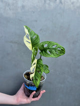 High Variegated White Monstera Adansonii Albo - Swiss Cheese Half-Moon Collector Rare EXACT Plant - US Seller (Copy)