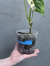 High Variegated White Monstera Adansonii Albo - Swiss Cheese Half-Moon Collector Rare EXACT Plant - US Seller (Copy)