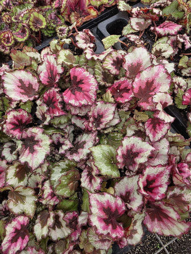 rex begonia kotobuki