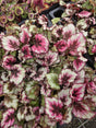 rex begonia kotobuki