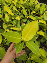 Philodendron Moon Shine