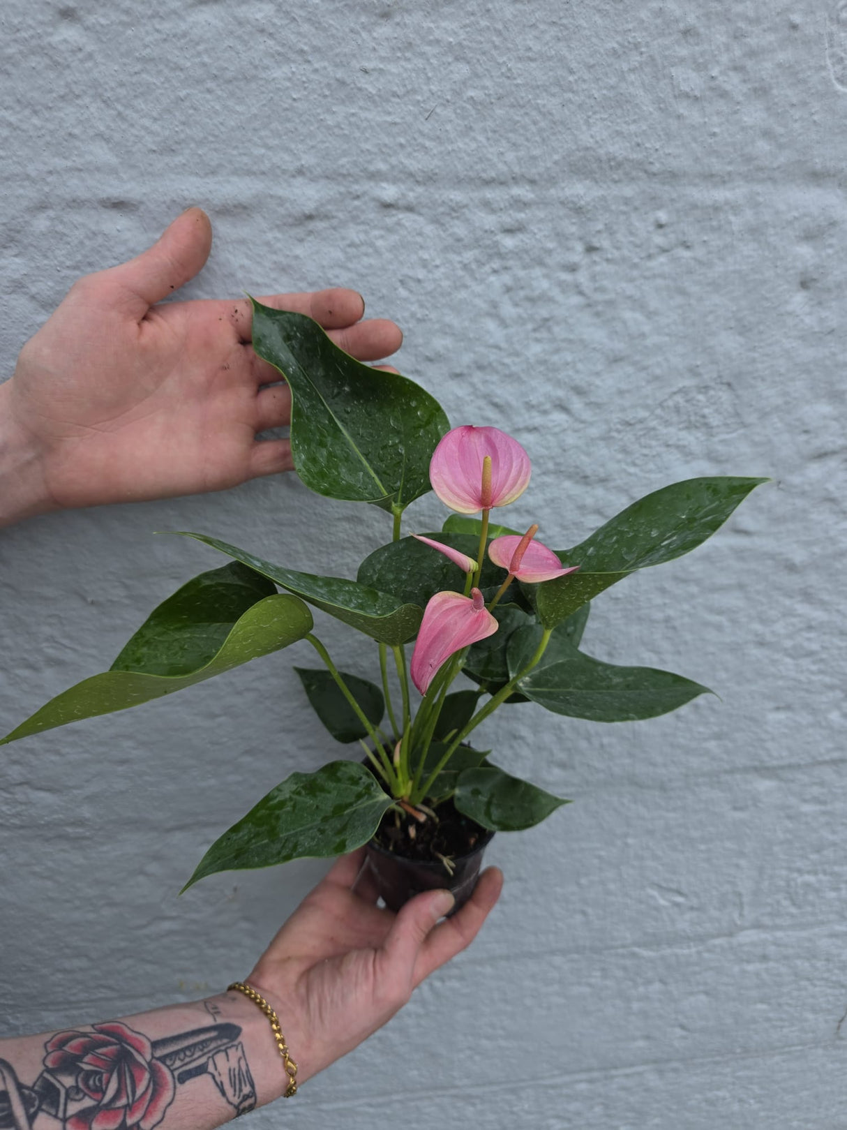 flowering plant