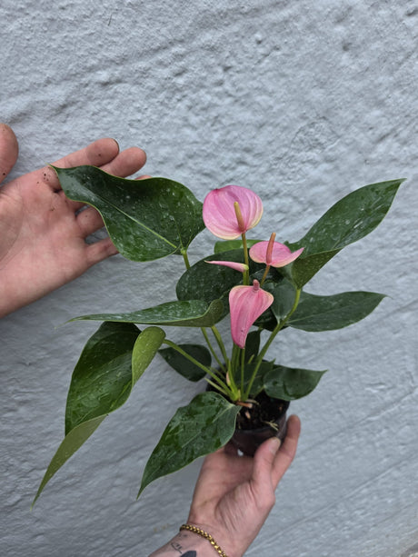 light pink anthurium