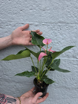 Anthurium plant