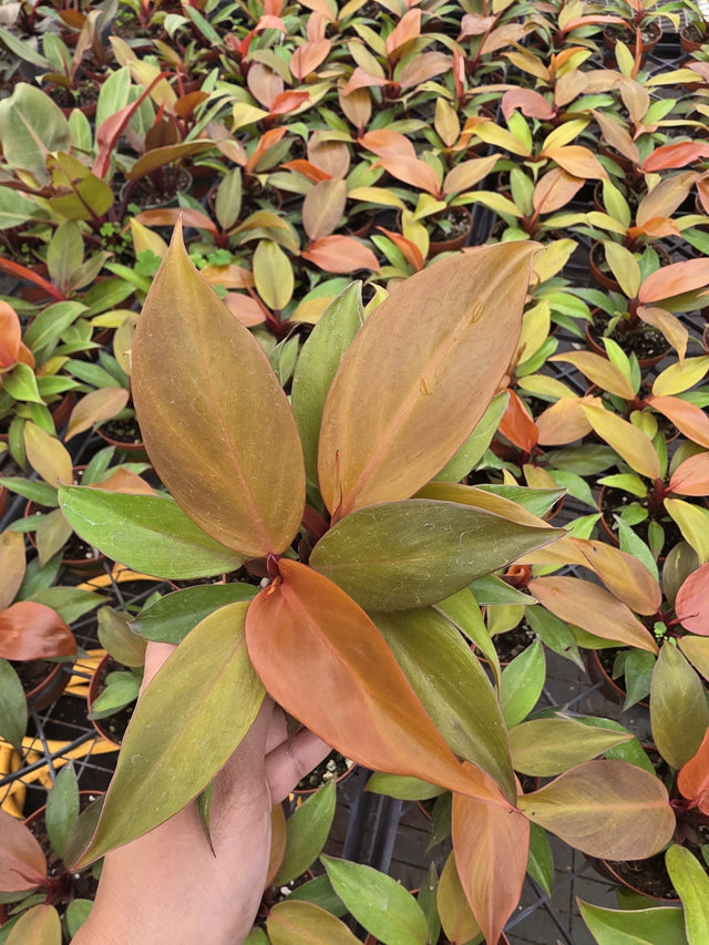 Philodendron Red Sun