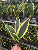 Black Gold nake plant