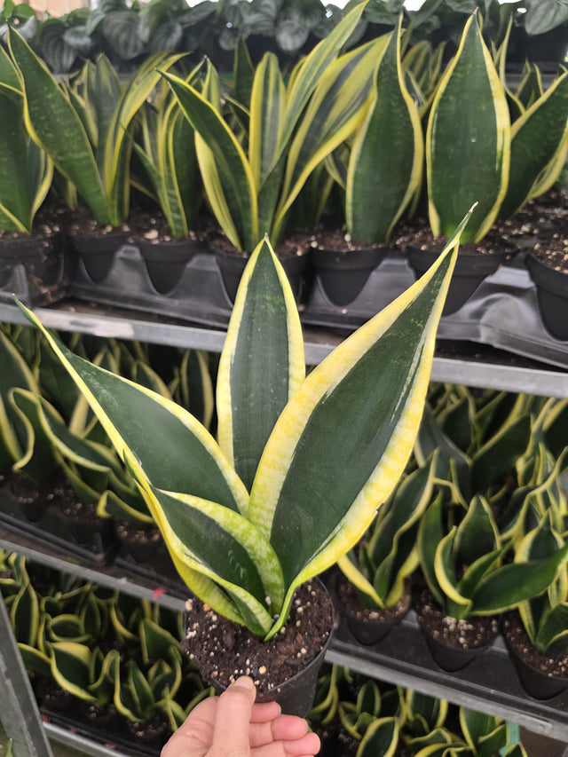 Black Gold nake plant