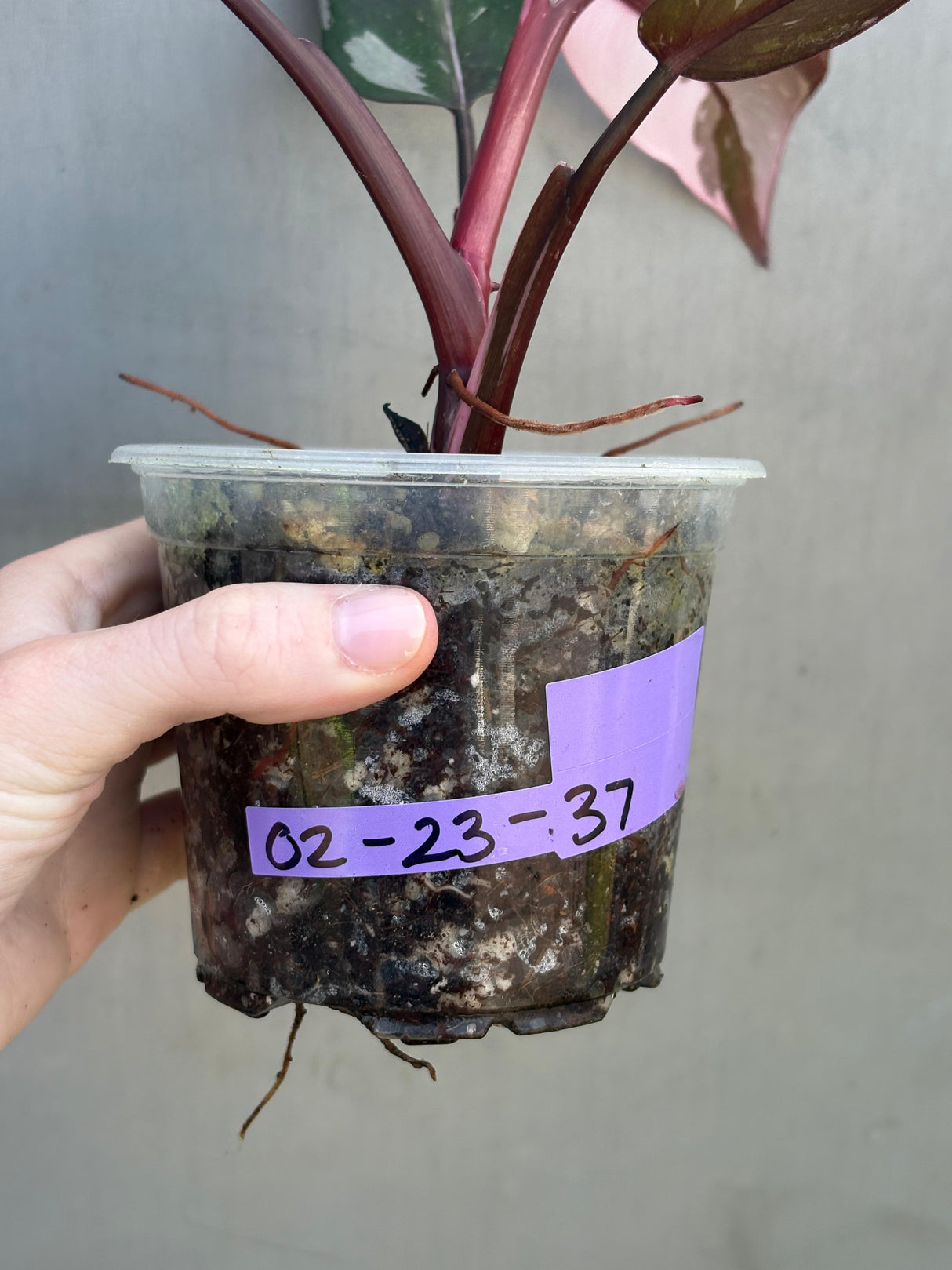 Rare Variegated Philodendron Red Anderson in a Nursery Pot - Exact Same Plant - US seller (Copy)