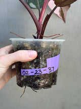 Rare Variegated Philodendron Red Anderson in a Nursery Pot - Exact Same Plant - US seller (Copy)
