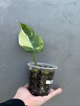 Philodendron White Princess Tricolor - Super Rare Variegated Aroid - Indoor Climbing Houseplant Collector Plant - Same Plant - US Seller