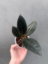 ficus elastica