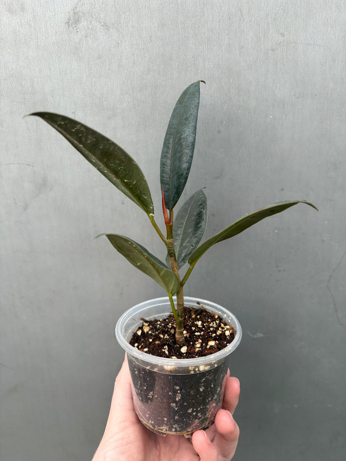 Rubber Plant