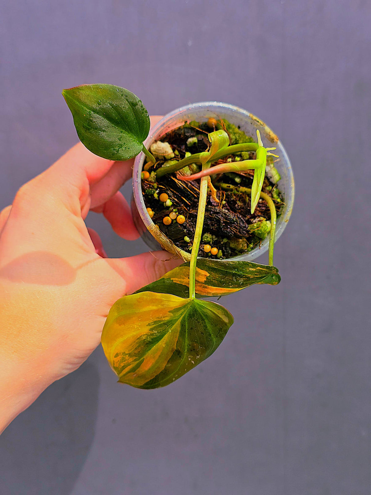 Variegated Philodendron Mican Aurea in a Nursery Pot - Rare Collector Plant - EXACT Plant - US SELLER