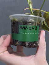 Variegated Philodendron Mican Aurea in a Nursery Pot - Rare Collector Plant - EXACT Plant - US SELLER