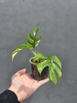 Variegated Rhaphidophora Tetrasperma Albo - Rare Collector Plant - Exact SAME Plant - US Seller