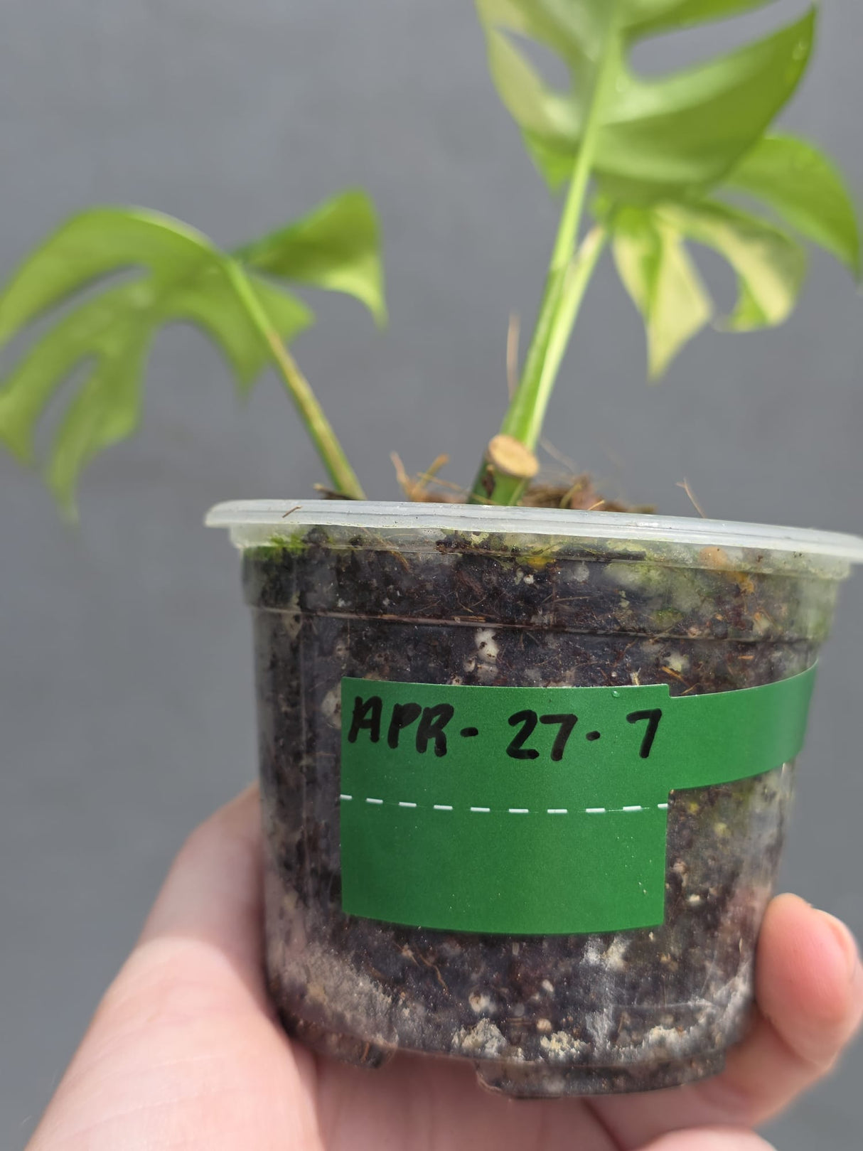 Variegated Rhaphidophora Tetrasperma Albo - Rare Collector Plant - Exact SAME Plant - US Seller