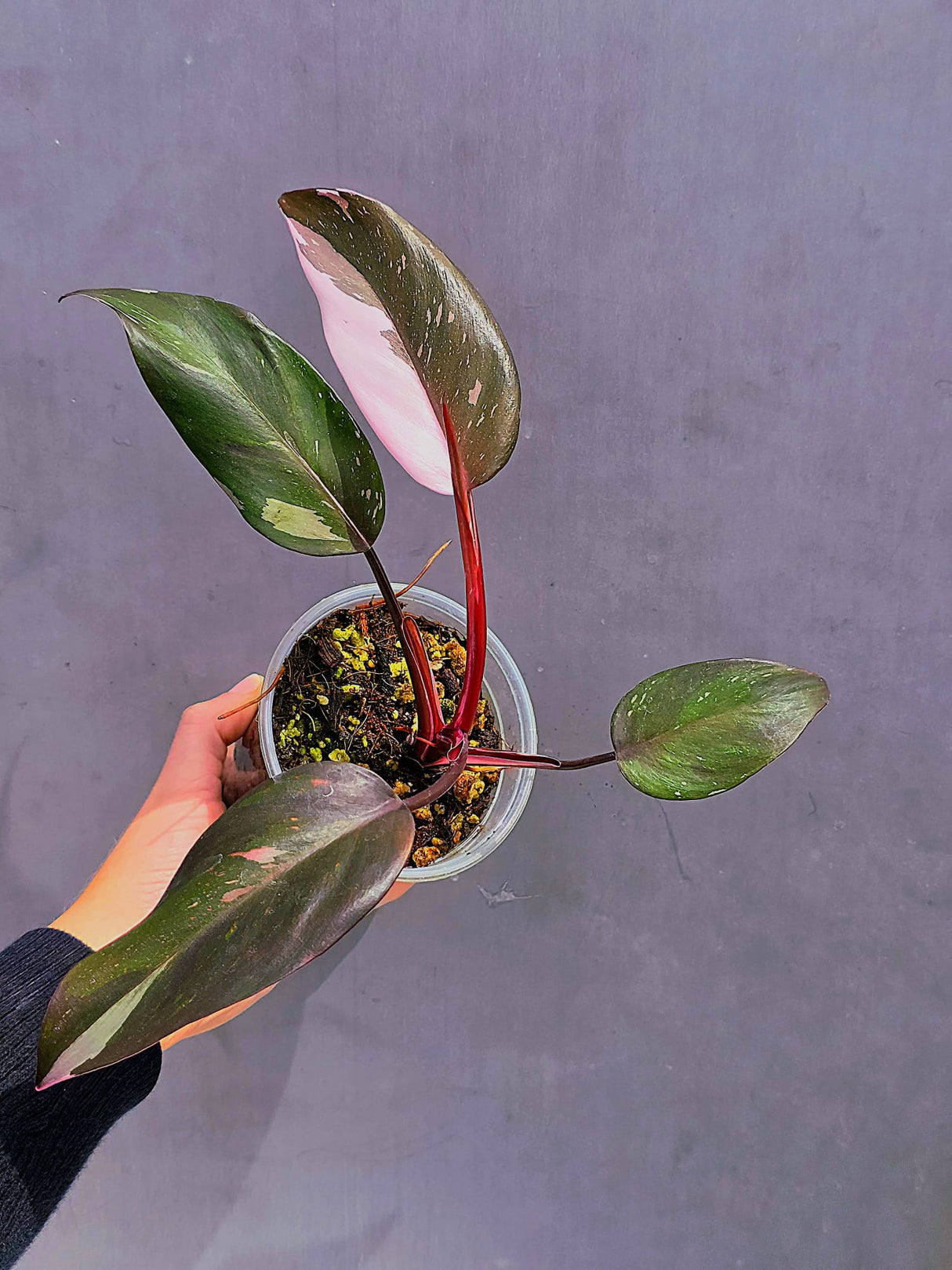 Rare Variegated Philodendron Red Anderson in a Nursery Pot - Exact Same Plant - US seller (Copy)