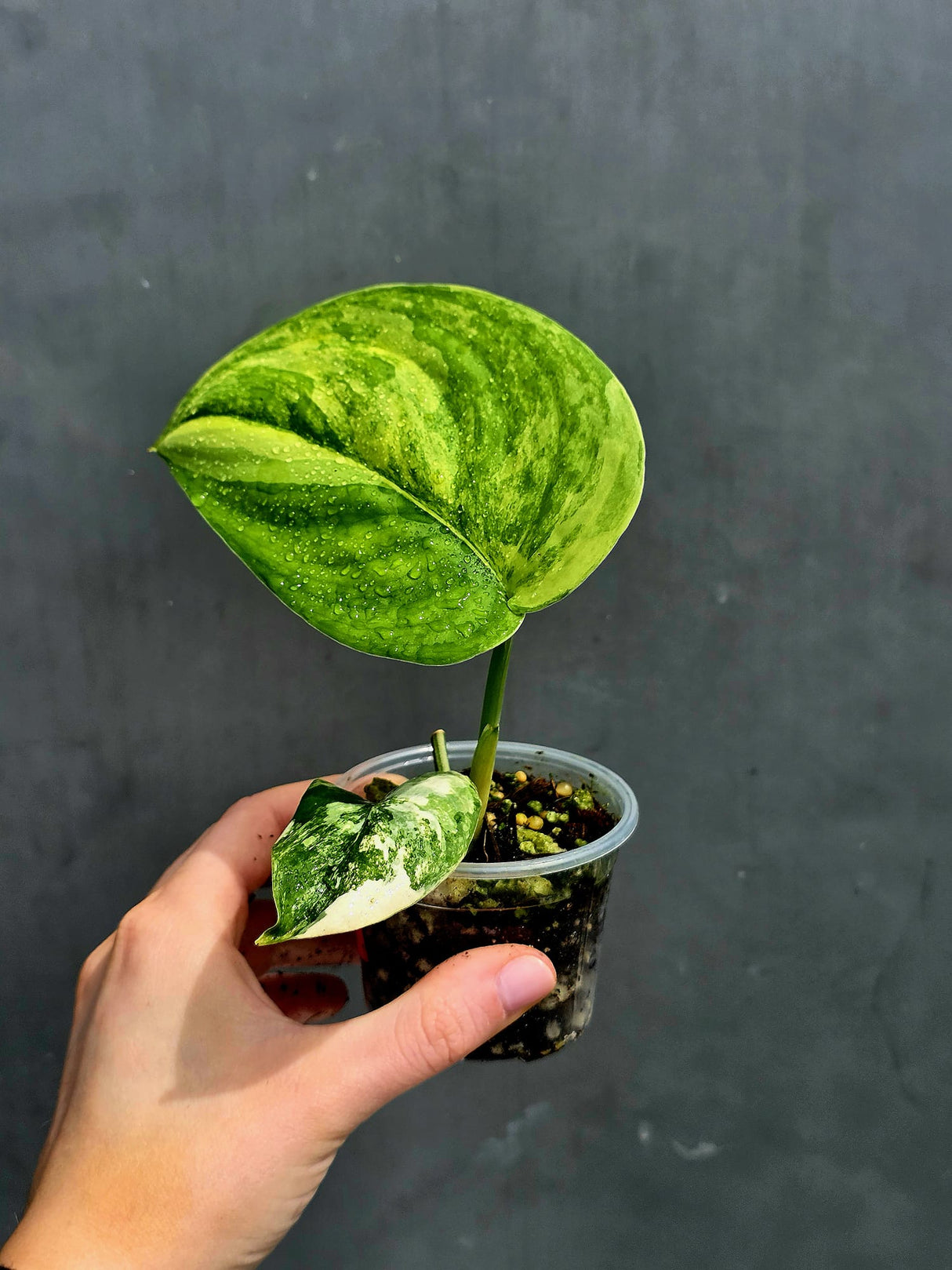 Scindapsus Jade Satin Variegated Plant in a Nursery Pot - Rare Tropical - EXACT Plant - US Seller