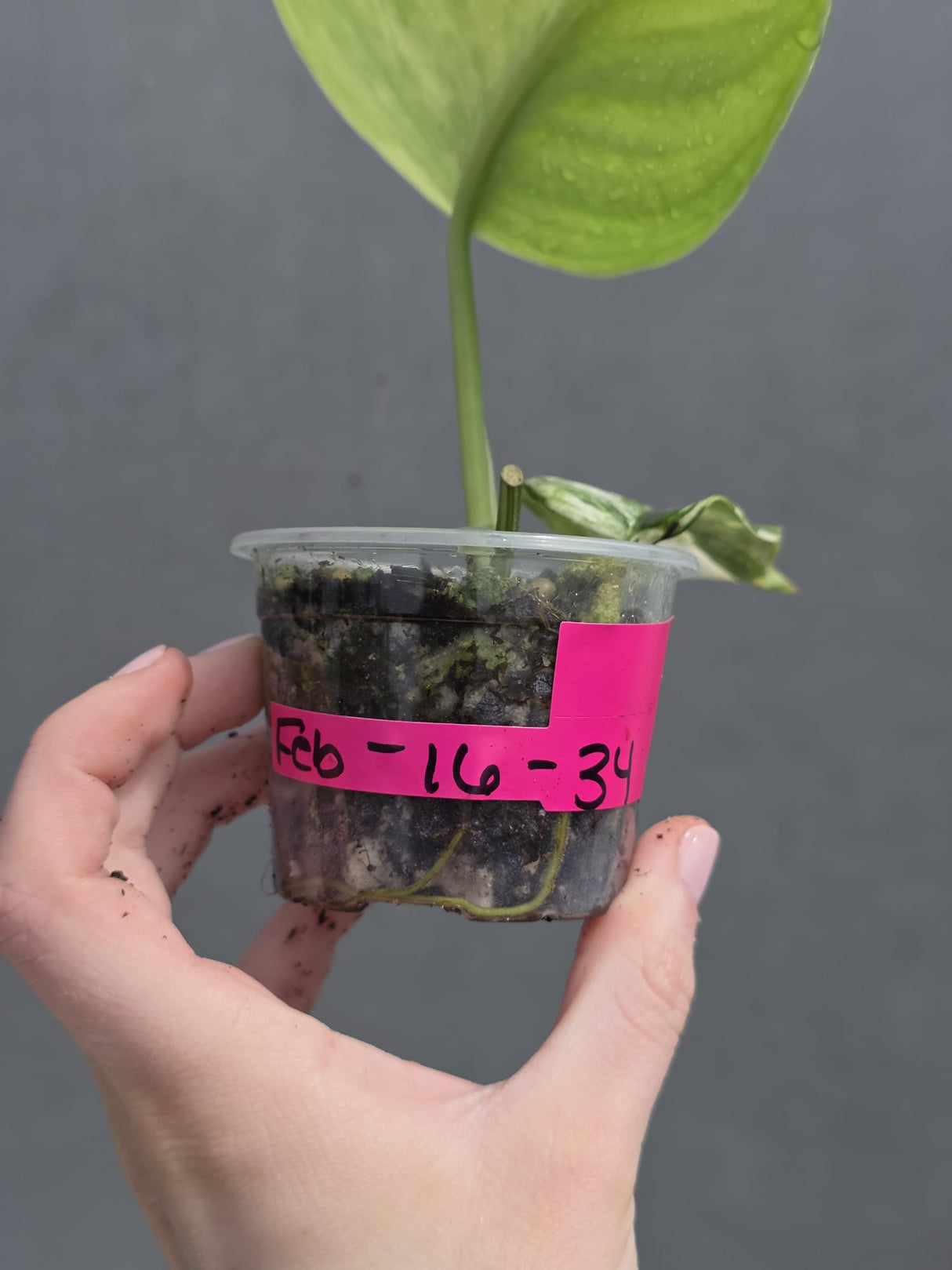 Scindapsus Jade Satin Variegated Plant in a Nursery Pot - Rare Tropical - EXACT Plant - US Seller