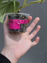 Variegated Scindapsus Mayari - Rare Collector Plant - EXACT Plant - US Seller