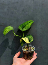 Scindapsus Jade Satin Variegated Plant in a Nursery Pot  - Rare Tropical - EXACT Plant - US Seller